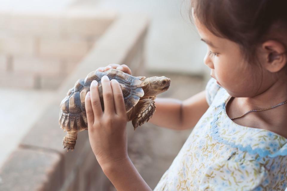 <p>Überlegen Sie sich genau, welches Tier zur gesamten Familie passt. Machen Ihre Kinder viel Lärm oder sind nur sehr kurzzeitig für etwas zu begeistern? Auch das hat Einfluss auf die Auswahl: Hamster sind nachtaktiv und wollen tagsüber ihre Ruhe. Mit Fischen oder einer Schildkröte kann man nicht kuscheln. Eine betagte Katze hat selten Lust auf tobende Kinder um sie herum. Bedenken Sie diese Dinge, damit Ihre Kinder oder Sie selbst am Ende nicht enttäuscht sind. (Bild: iStock / Sasiistock)</p>