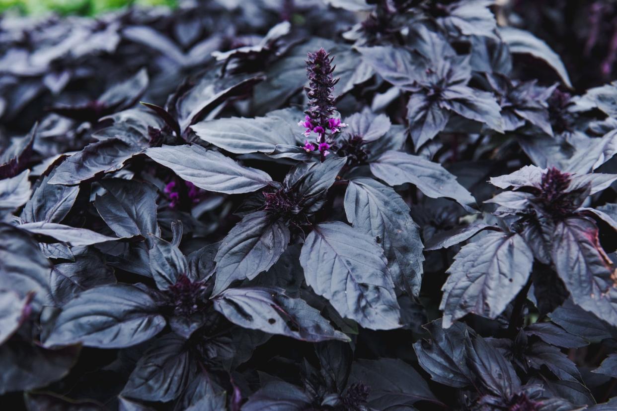 purple basil