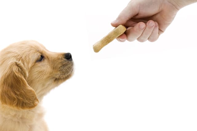 'A 7 week old Golden Retriever puppy waits for a treat patiently as the owner holds the dog biscuit in his hand against a white