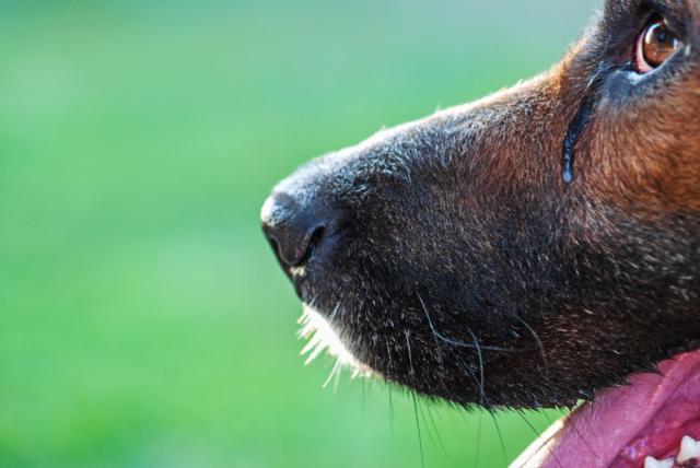 Gucci pet collection includes $7,500 dog bed, $460 poop bag holder