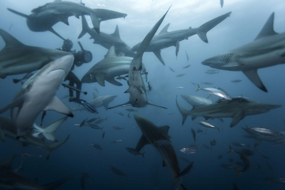 A diver is surrounded by numerous sharks of various sizes and types, swimming in an underwater environment. Numerous smaller fish are also present