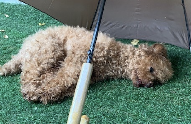 (PHOTO: Dou Dou the toy poodle/NParks)