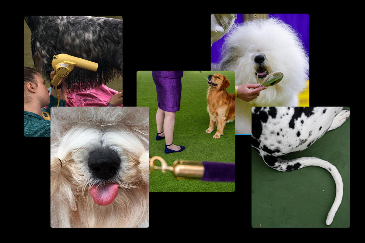 Westminster Dog Show 2024: Without a doubt, these top dogs are ready to show their stuff