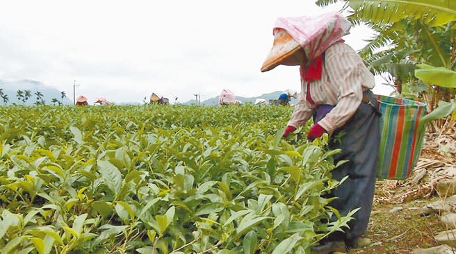 生產特有紅烏龍茶的台東縣鹿野鄉，近年來採茶工人短缺、年齡也漸趨高齡化。採茶班長受訪之餘，雙手忙於工作沒停下過。（蔡旻妤攝）