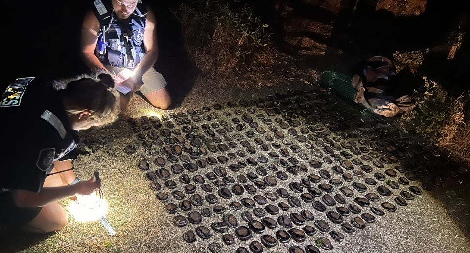 Fisheries officers measure the size of an abalone haul they intercepted at Green Point. Source: VFA