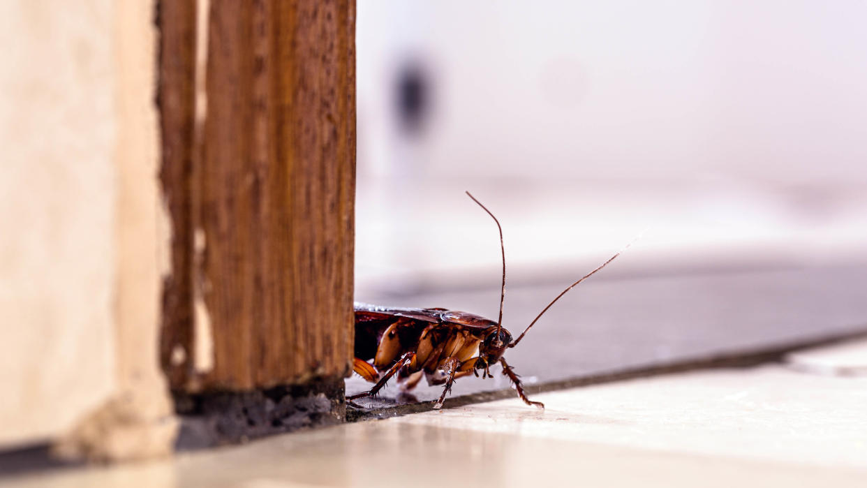  A roach poking out from behind a door frame. 