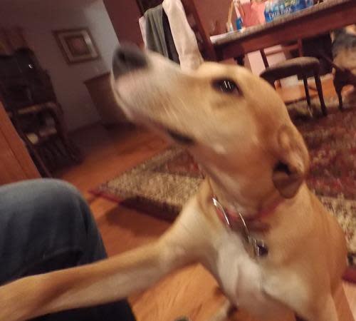 Blurry picture of dog