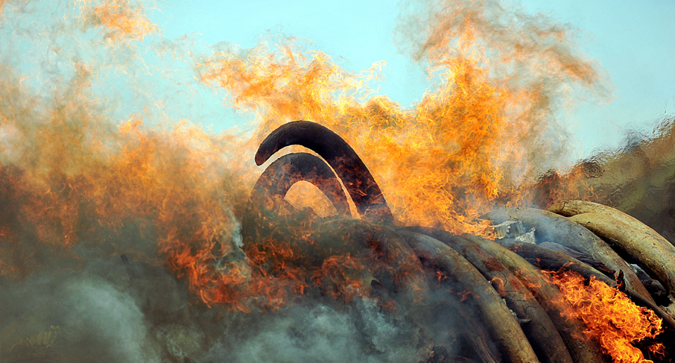 Ivory burning in a pile.