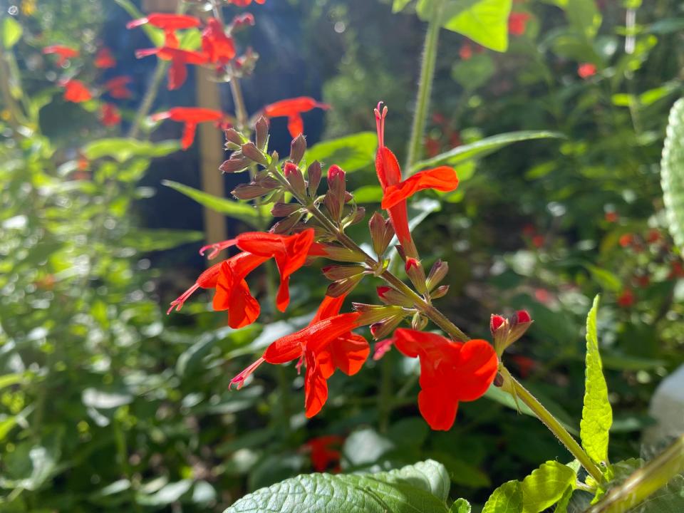 Blood sage (Salvia coccinea) fills in formerly blank spots on our lot with vivid color.