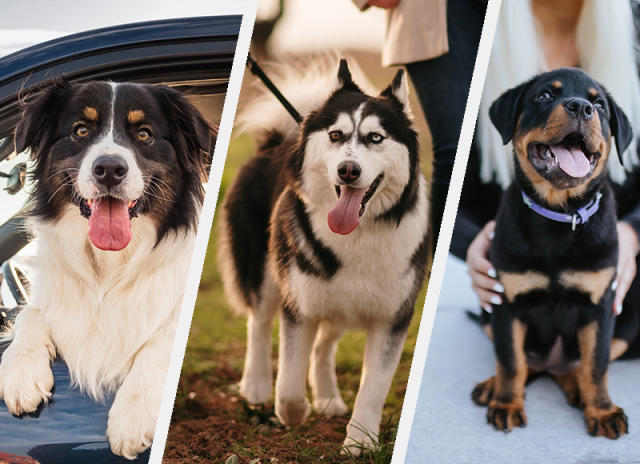 20 Most Loyal Dog Breeds to Include in Your Family