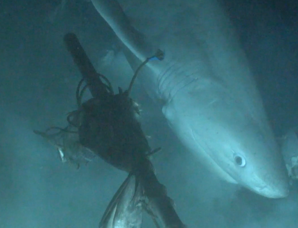The shark was captured on film (Ocean X) 
