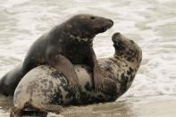 PIC BY STEFAN MEYERS / ARDEA / CATERS NEWS - (Pictured a male and female grey seal together) - From a loving look to an affectionate nuzzle, these are the charming images of cute creatures cosying up for Valentines Day. And as the heart-warming pictures show the animal kingdom can be just as romantic as us humans when it comes to celebrating the big day.