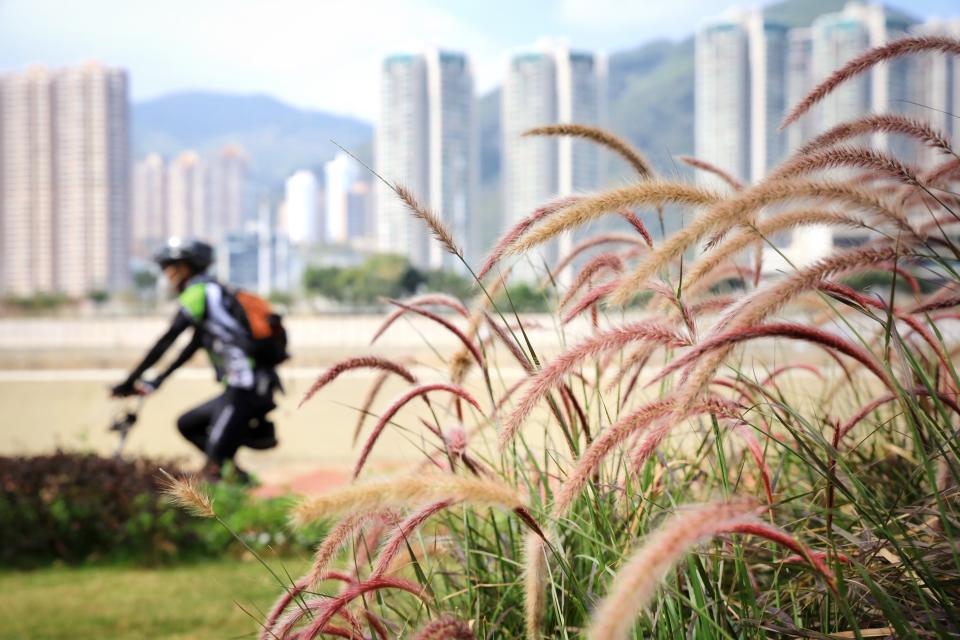 周邊花園還栽種了馬尾草，以城門河對岸作背景，相當不錯。