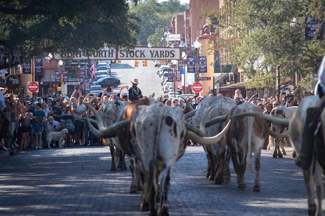 People line up to watch the morning cattle drive at the Stockyards Station in Fort Worth on Friday, Oct. 14, 2022.