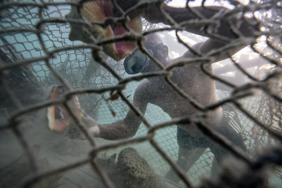 Edmond Coverley pulls up conch shells from his underwater pen to bring to a fish market for sale in West End, Grand Bahama Island, Bahamas, Tuesday, Dec. 6, 2022. The U.S. is considering listing conch under the endangered species list, which would halt imports of it into the country, which is the largest importer in the world. (AP Photo/David Goldman)