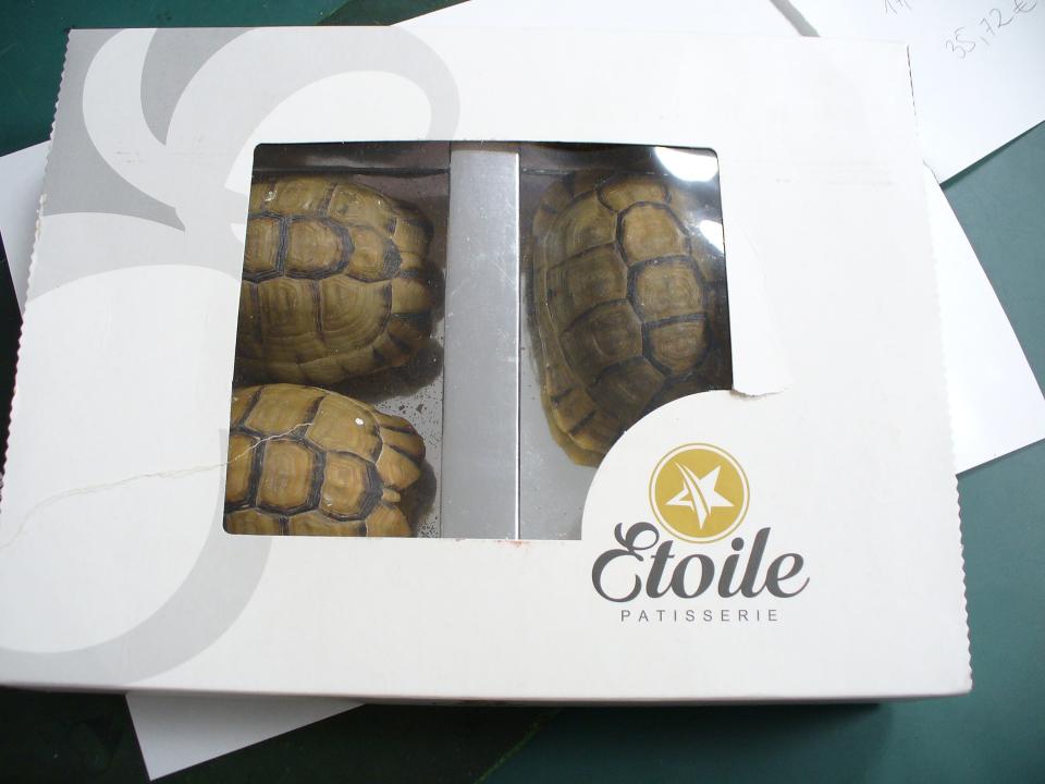 The man told customs officials that the three tortoises were chocolate