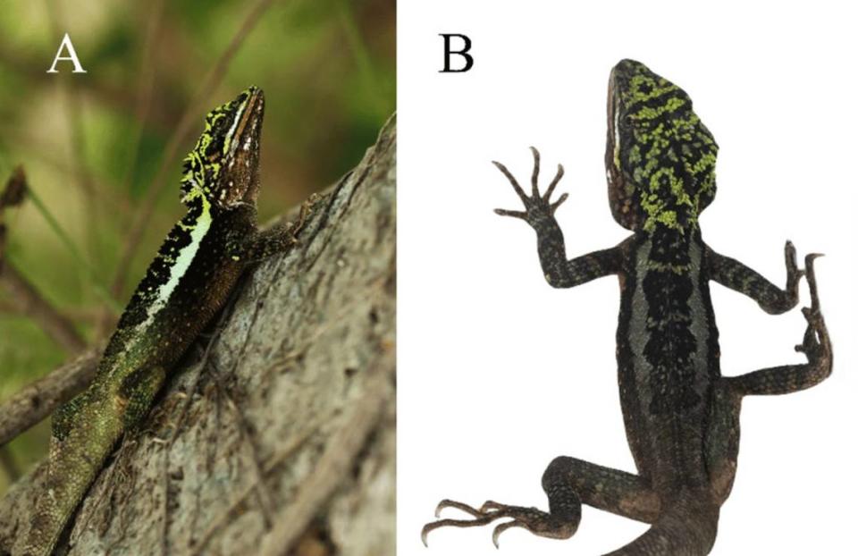 A male Diploderma daduense, or Dadu mountain lizard, seen normally (A) and when stressed (B).