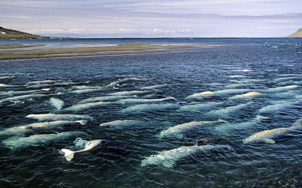 Beluga Whales in Canada