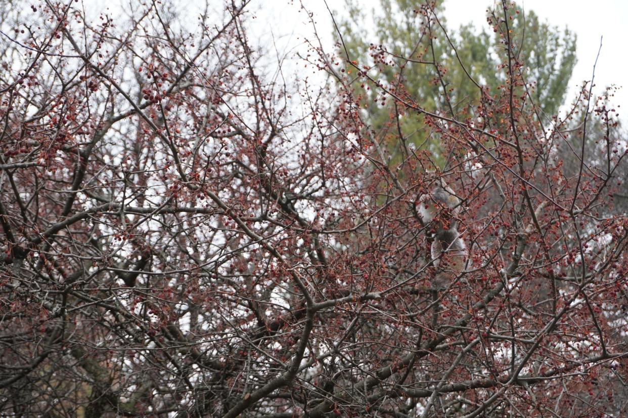 A squirrel enjoys Sargent crab apples at Chadwick Arboretum in Columbus.