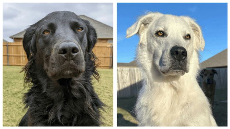 不少網友以為是飼主飼養兩隻狗，後來才發現竟然是同一隻，且整個從黑色變成白色。（圖／翻攝Reddit）