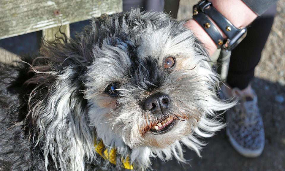 Susan Kiely, of Hyde Park, has a tick collar on her dog, Alfie, at Stodder's Neck in Hingham on Tuesday, March 22, 2022.