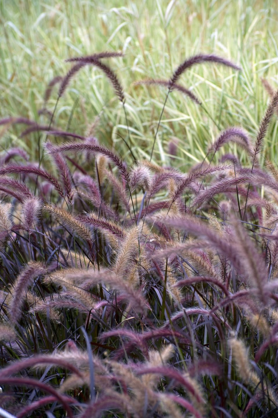 Fountain Grass