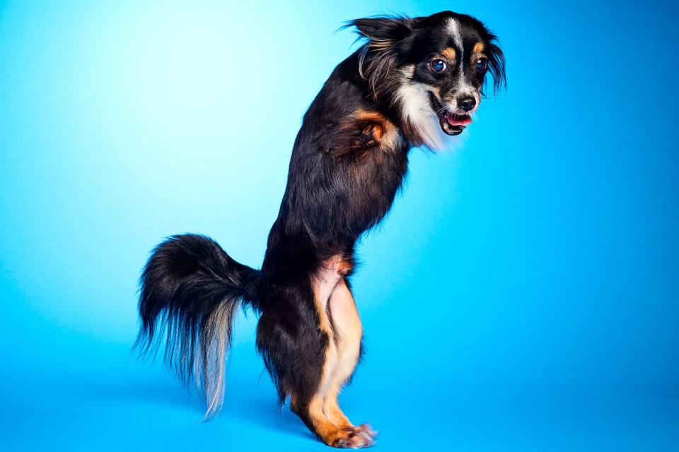 <p>Animal Planet</p> Mr, Bean, one of the six dogs with special needs competing in Puppy Bowl 2024