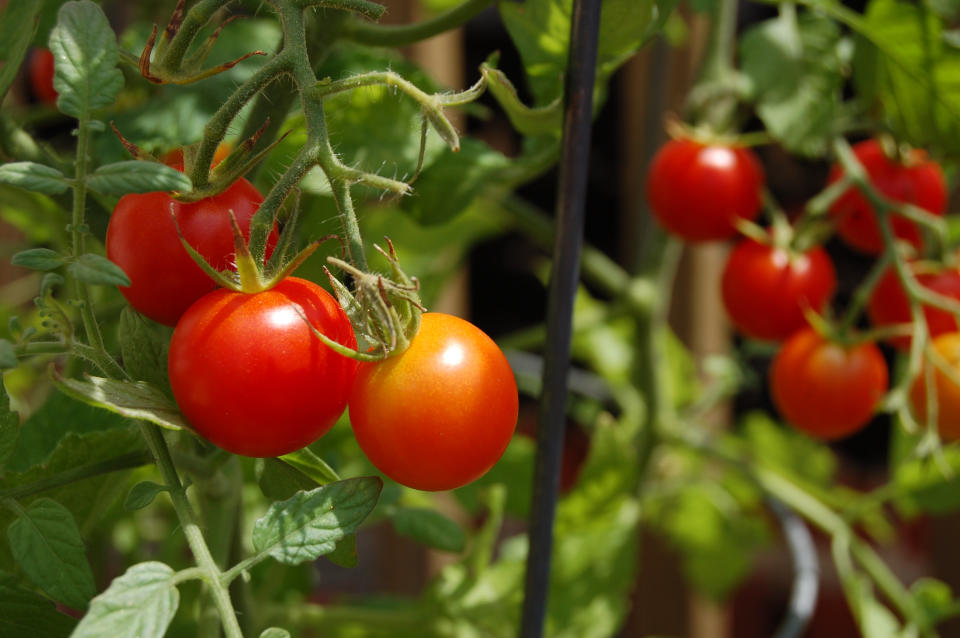 Los científicos detectaron sonidos ultrasónicos en las plantas cuando se les priva de agua (Getty Images).