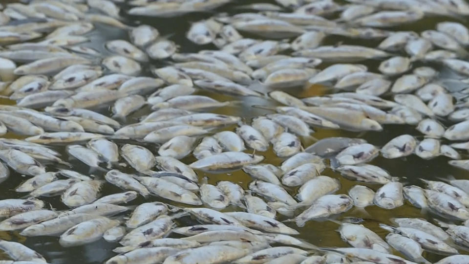 In this image from video, dead fish float on the surface of the lower Darling-Baaka River near the New South Wales state far west town of Menindee, Australia, on Saturday, March 18, 2023. The Department of Primary Industries in New South Wales state said the fish deaths coincided with a heat wave that put stress on a system that has experienced extreme conditions from wide-scale flooding. (Australian Broadcasting Corporation via AP)