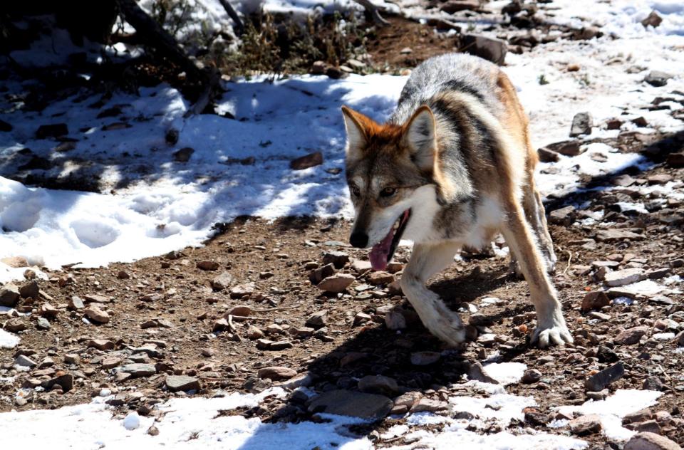 A female Mexican gray wolf at the Sevilleta National Wildlife Refuge in New Mexico in 2011.