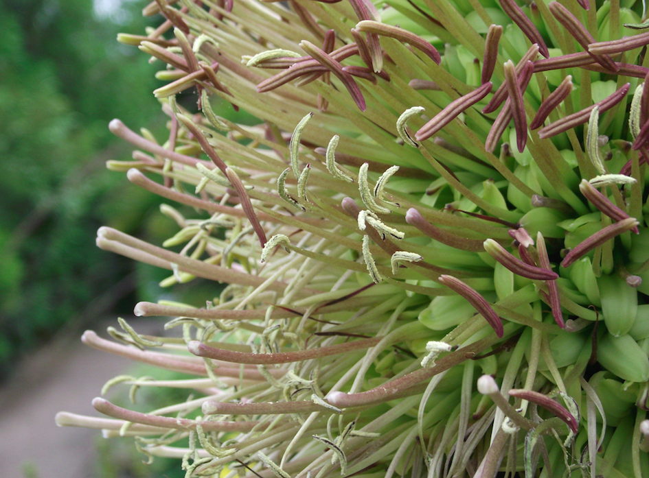 <em>The Agave plant takes 20 years to mature and only blooms once in its lifetime (PA)</em>