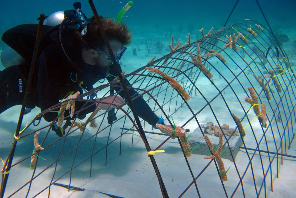 In this May 30, 2012 photo released by the Puntacana Ecological Foundation, a diver works on a coral reef restoration program in Punta Cana, Dominican Republic. According to the International Union for Conservation of Nature, live coral coverage in the Caribbean is down to an average of just 8 percent, from 50 percent in the 1970s. Caribbean islands ranging from Bonaire to the U.S. Virgin Islands, conservationists are rearing and planting fast-growing coral species to try and turn things around by “seeding” reefs. (AP Photo/Puntacana Ecological Foundation, Victor Manuel Galvan)