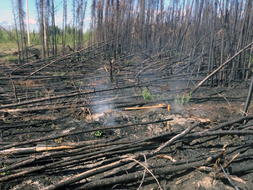 burned fallen trees in alaska