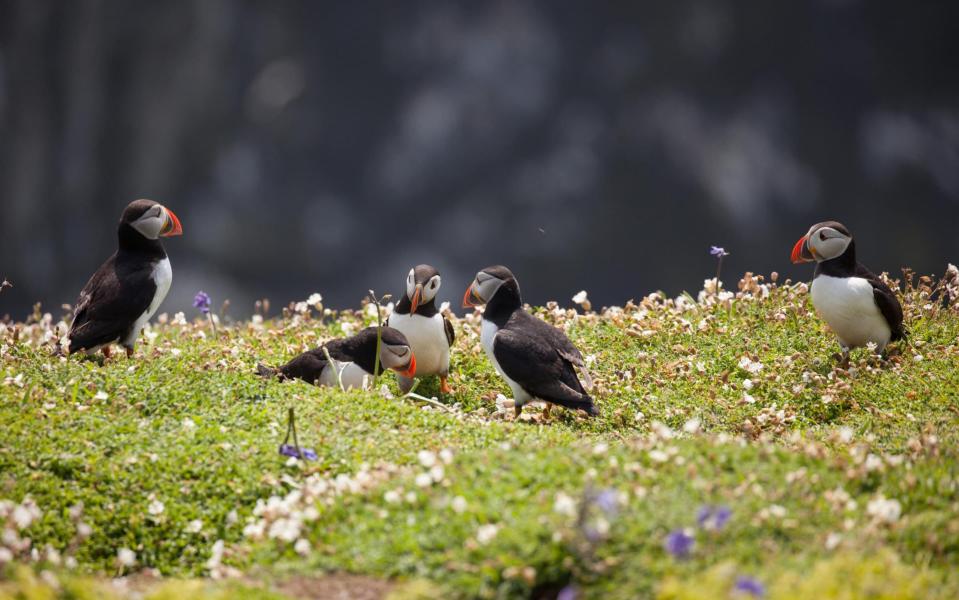 skomer puffins - Getty