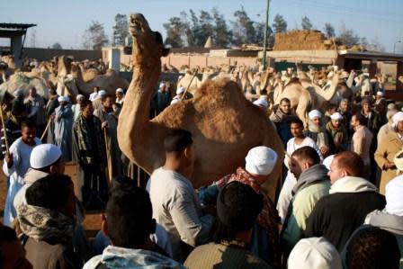 Crowds gather to bid--the entire auction lasts about a minute per camel, with winning bids for an adult usually ranging between 8,000-10,000 Egyptian Pounds ($1,300-$1,650 USD.)