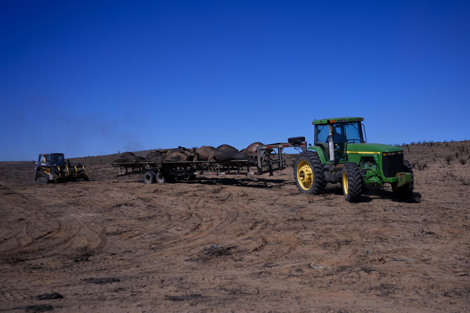 Ranchers move cattle killed by the Smokehouse Creek Fire out of burned ranch land, Friday, March 1, 2024, in Skellytown, Texas. The wildfire, which started Monday, has left behind a charred landscape of scorched prairie, dead cattle and burned-out homes in the Texas Panhandle. (AP Photo/Julio Cortez)