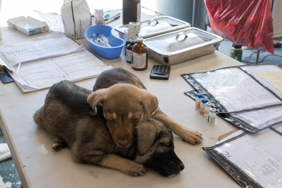 Puppies rest while in the care of volunteers of 4 Leaf Rover Turks and Caicos where Ontario veterinarian Dr. Sue Burkhart volunteered her services.