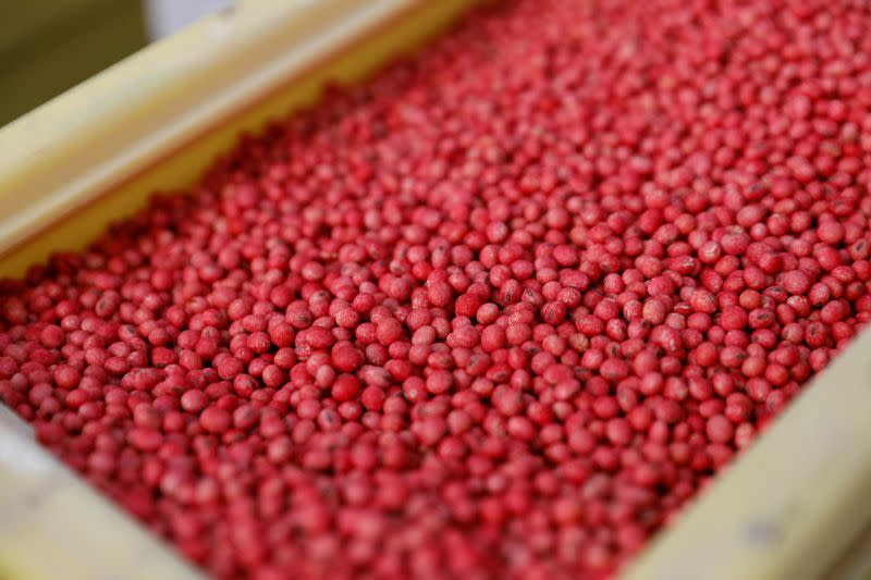 FILE PHOTO: Soy bean seeds are seen in a container at a farm in Gideon, Missouri