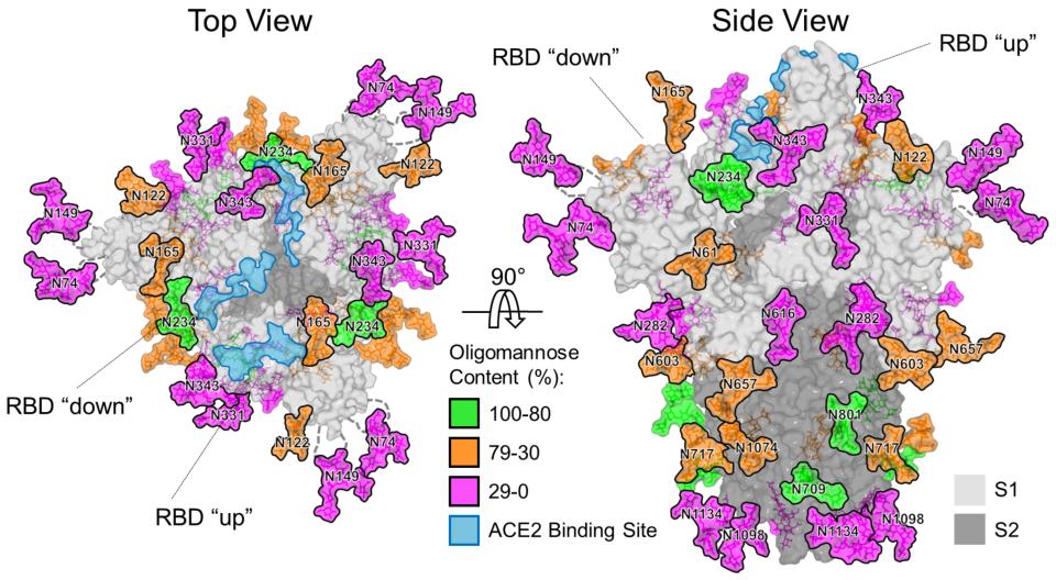 The model of the Sars-CoV-2 coronavirus that causes Covid-19 (University of Southampton/PA)