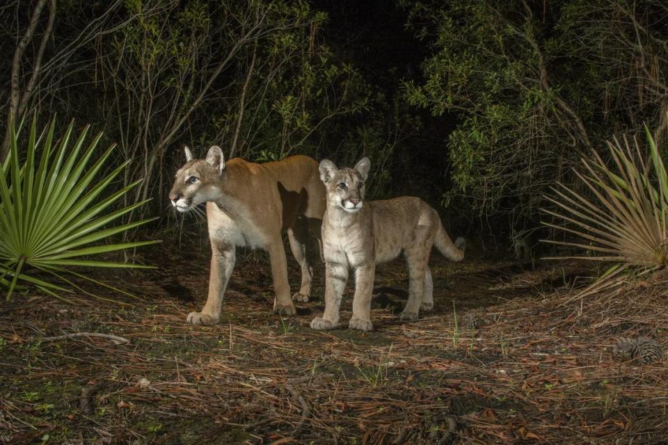 ‘Path of the Panther’ (2022) en Coral Gables Art Cinema documental sigue la lucha de un grupo de profesionales para que no continúe la destrucción de los Everglades.