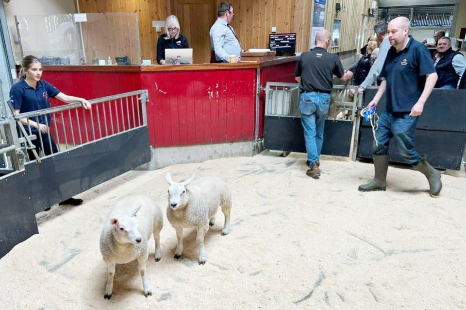 Craven Herald: The Fox family’s May prime lamb champions in the Skipton sale ring