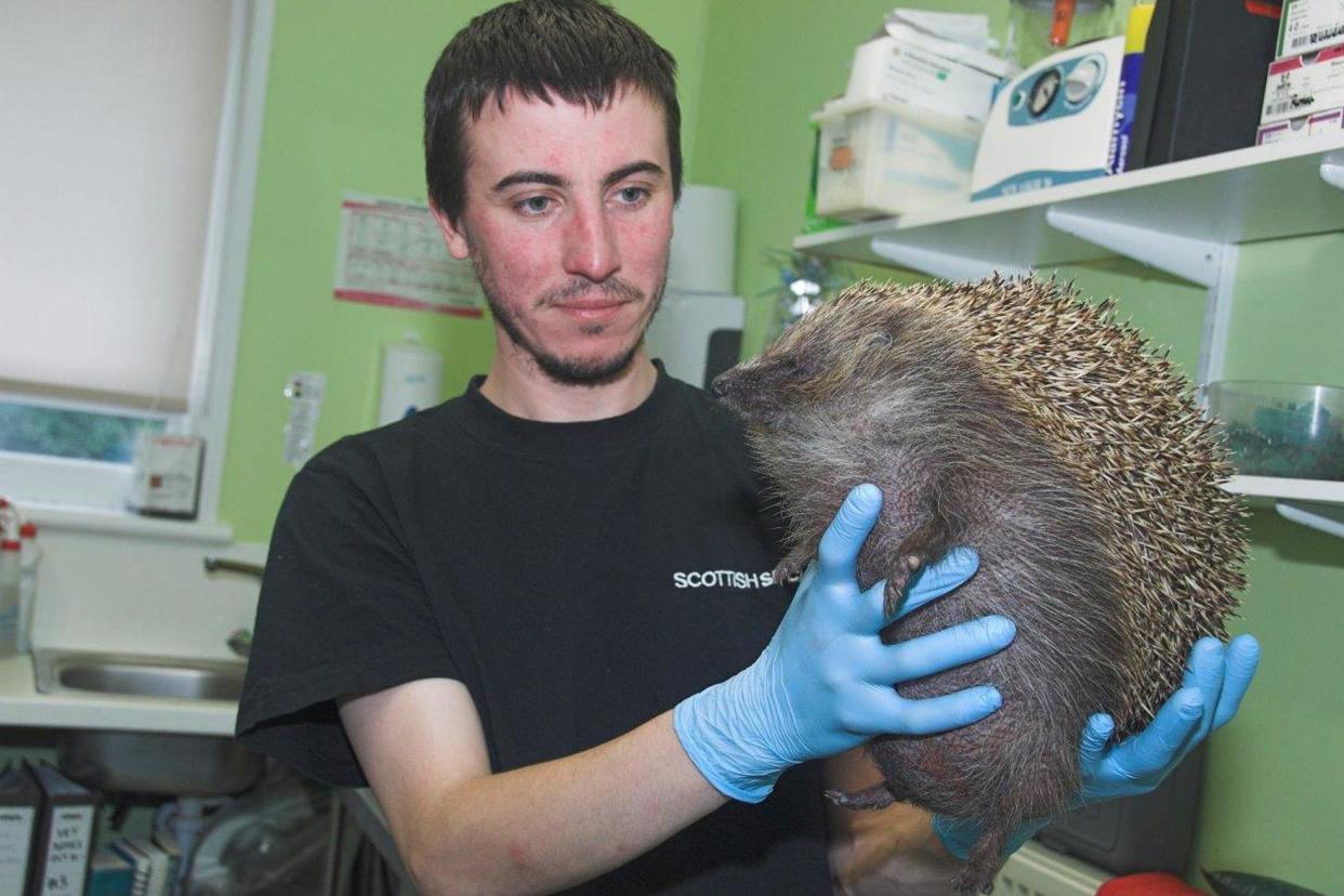 Swollen hedgehog: The prickly creature had swollen to the size of a beach ball and is being treated by vets in Scotland: PA