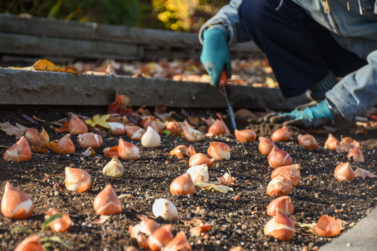 Plant bulbs in the fall for beautiful blooms come spring.