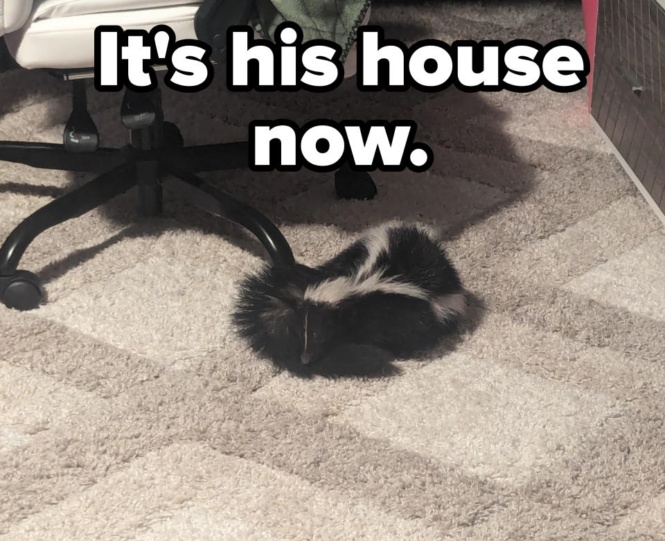 A fluffy black and white cat lying on a carpeted floor, blending in with its surroundings