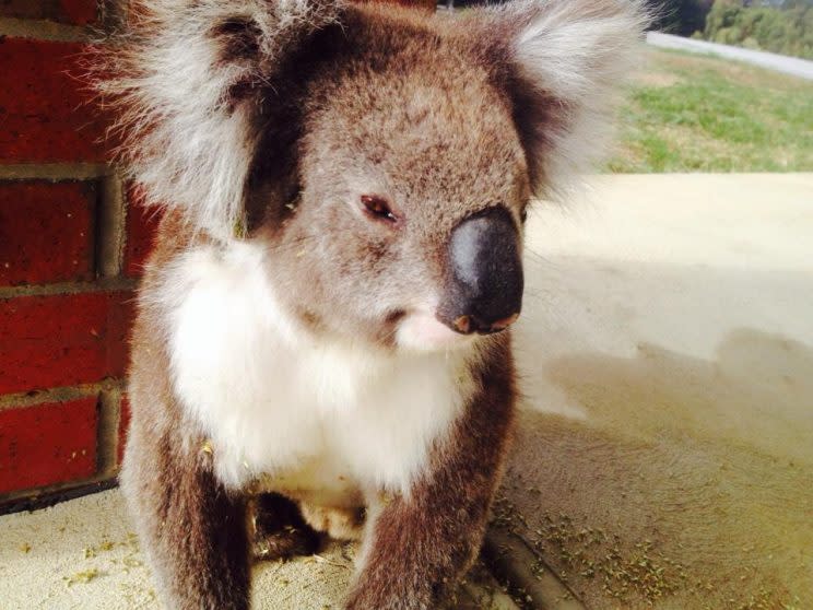 The koala after his clean-up (Picture: Bruce Atkinson/Facebook)