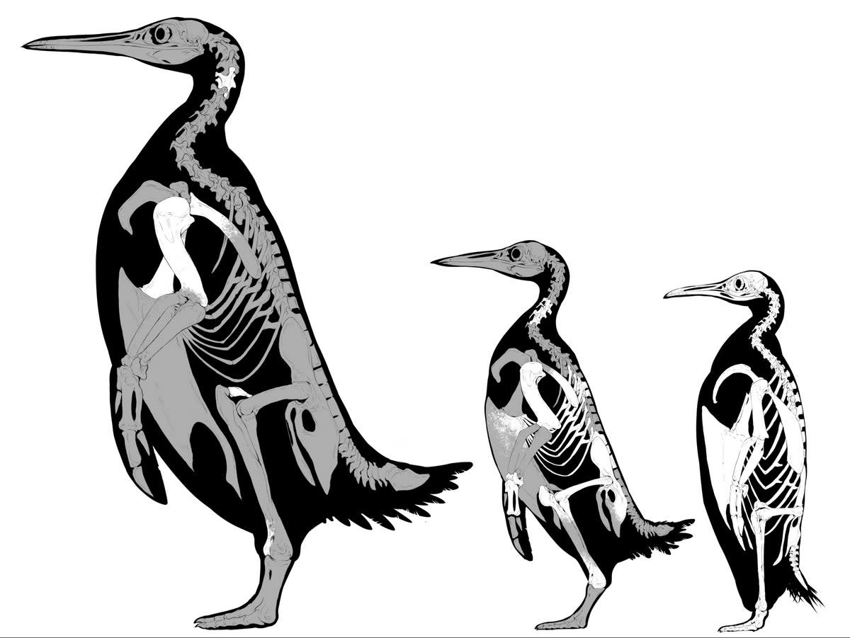 Skeletal illustrations of Kumimanu fordycei, Petradyptes stonehousei, and a modern emperor penguin (Dr Simone Giovanardi)