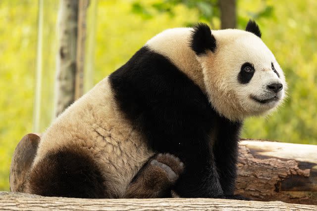 <p>Roshan Patel/Smithsonians National Zoo and Conservation Biology Institute</p> Panda