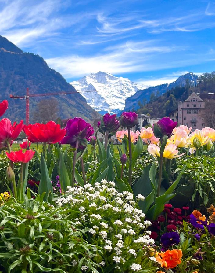 Janet Baniewich of Billings, Montana used an Apple iPhone 13 to photograph flowers while on vacation in Interlaken, Switzerland.