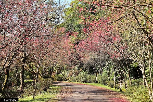 桃紅色的山櫻夾道成林，有如步入仙境般非常美麗。（圖：新北市景觀處提供）