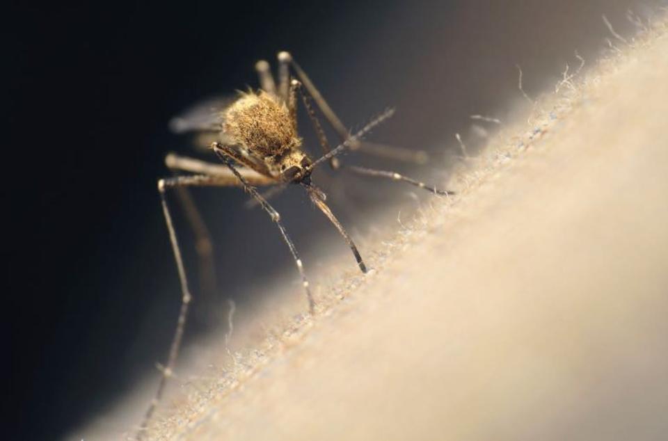 "This season was about two weeks longer than it usually is, and it was also our largest mosquito season, largely attributed to the two hurricanes that came through," said Todd Duval, entomologist for the Bristol County Mosquito Control Project in Massachusetts.
